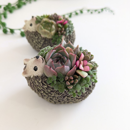 ♡多肉植物♡ハリネズミ小♡そのまま飾れる寄せ植え♡ 多肉植物