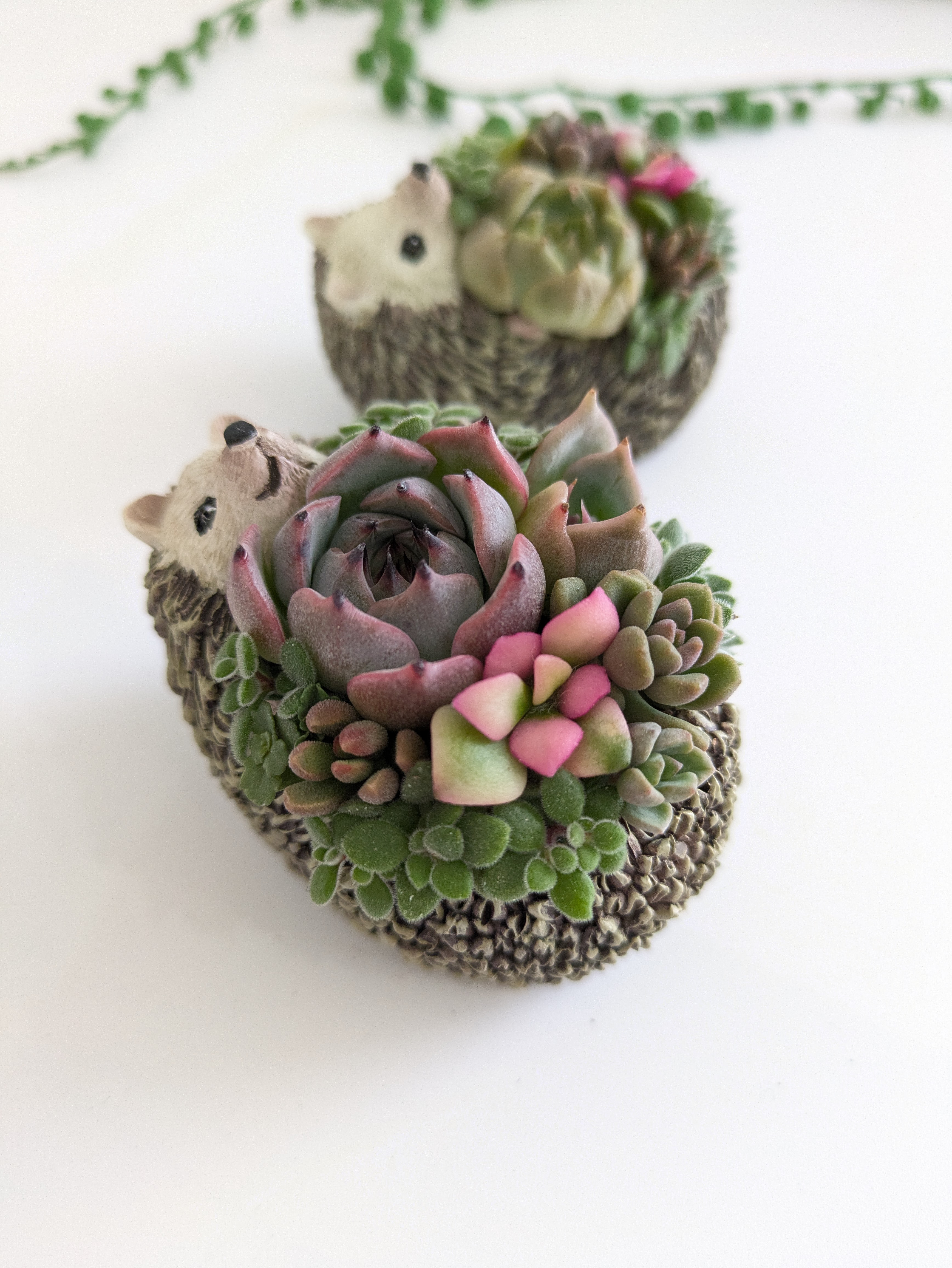 多肉植物 そのまま飾れる大きな寄せ植え❁⃘*.゜ハリネズミさんの箱庭❁⃘*.゜