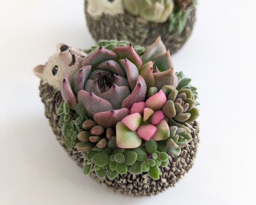 多肉植物 そのまま飾れる大きな寄せ植え❁⃘*.゜ハリネズミさんの箱庭❁⃘*.゜ 731c6d7dd10108fd9e4c8307320e17