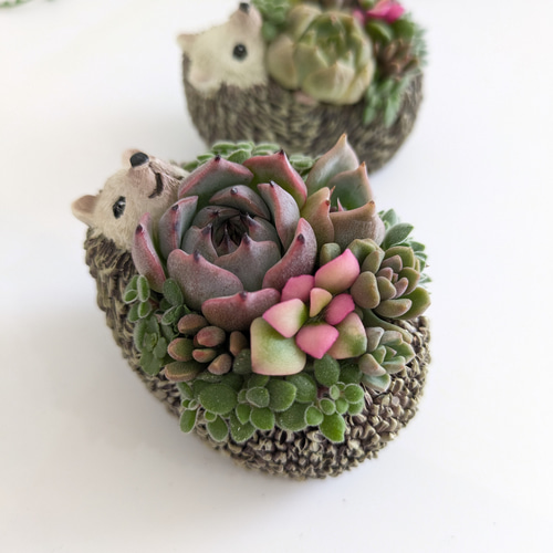 ♡多肉植物♡ハリネズミ小♡そのまま飾れる寄せ植え♡ 多肉植物