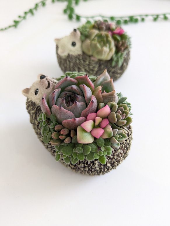 ♡多肉植物♡ハリネズミ小♡そのまま飾れる寄せ植え♡ 多肉植物