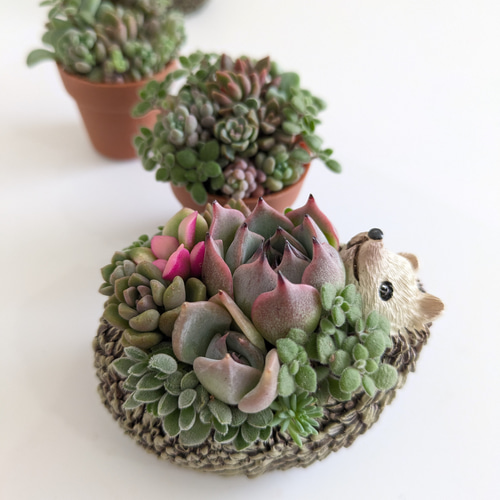 多肉植物 そのまま飾れる大きな寄せ植え❁⃘*. ハリネズミさんの多肉畑❀.*・゜ ♡多肉植物♡ハリネズミ小♡そのまま飾れる寄せ植え♡ 多肉植物