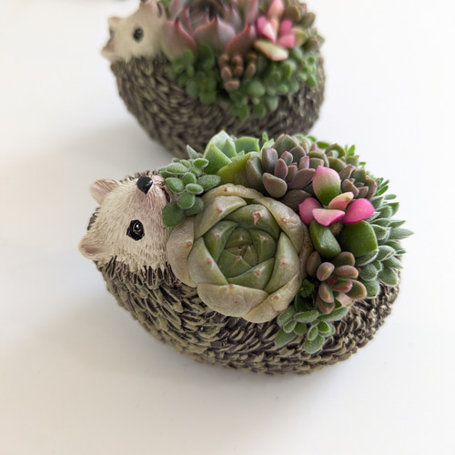 ★このまま飾れる★多肉植物 寄せ植え 手作り木製ハリネズミちゃんプランター寄せ ♡多肉植物♡ハリネズミ小♡そのまま飾れる寄せ植え♡ 多肉植物