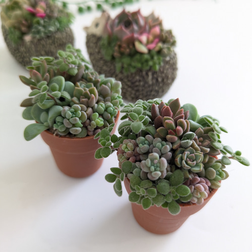 多肉植物 そのまま飾れる大きな寄せ植え❁⃘*. ハリネズミさんの多肉畑❀.*・゜ ♡多肉植物♡ハリネズミ小♡そのまま飾れる寄せ植え♡ 多肉植物