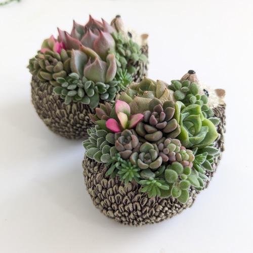 ♡多肉植物♡ハリネズミ小♡そのまま飾れる寄せ植え♡ 多肉植物
