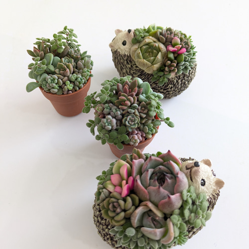 ♡多肉植物♡ハリネズミ小♡そのまま飾れる寄せ植え♡ 多肉植物