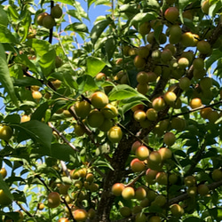 ご飯のお友に【お得用】無添加お弁当用しそ漬け小梅500g（少し傷あり） 3枚目の画像