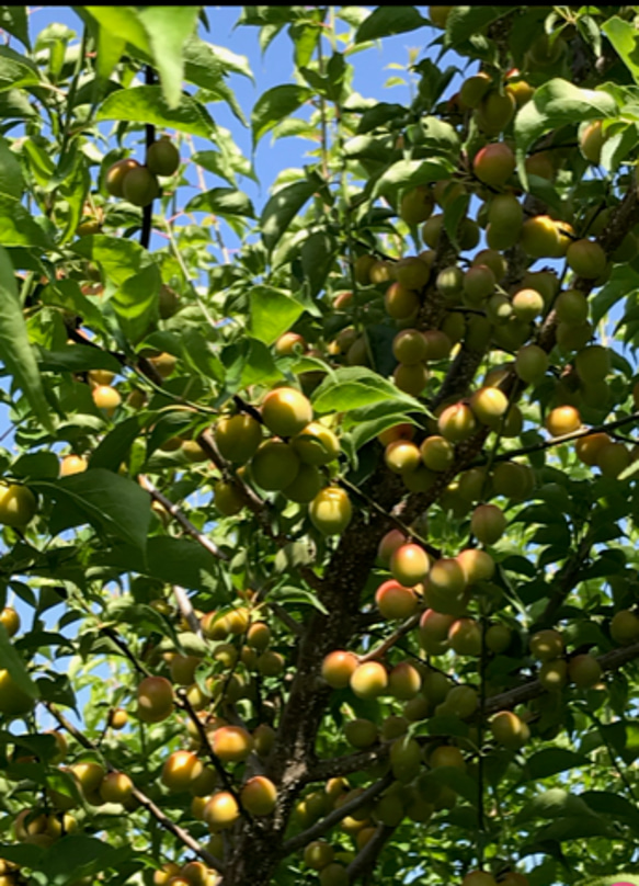 ご飯のお友に【お得用】無添加お弁当用しそ漬け小梅500g（少し傷あり） 3枚目の画像