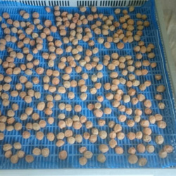 ご飯のお友に【お得用】無添加お弁当用しそ漬け小梅500g（少し傷あり） 5枚目の画像