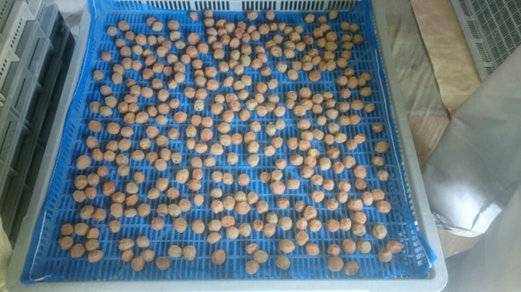 ご飯のお友に【お得用】無添加お弁当用しそ漬け小梅500g（少し傷あり） 5枚目の画像