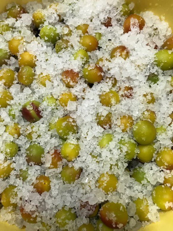 ご飯のお友に【お得用】無添加お弁当用しそ漬け小梅500g（少し傷あり） 4枚目の画像