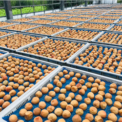 【ご飯のお友に】　大人気！　紀州南高梅甘辛バランスが絶妙なキムチ梅５００ｇ 3枚目の画像