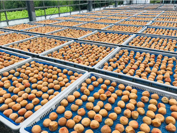 【ご飯のお友に】　大人気！　紀州南高梅甘辛バランスが絶妙なキムチ梅５００ｇ 3枚目の画像