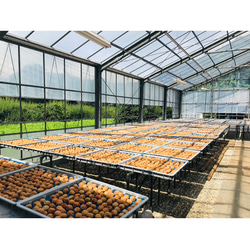 【ご飯のお友に】　大人気！　紀州南高梅甘辛バランスが絶妙なキムチ梅５００ｇ 4枚目の画像