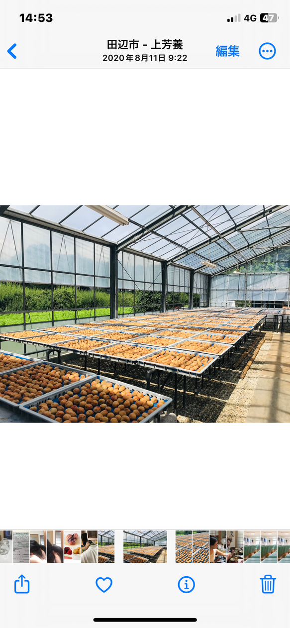 【ご飯のお友に】　大人気！　紀州南高梅甘辛バランスが絶妙なキムチ梅５００ｇ 4枚目の画像