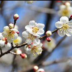 【ご飯のお友に】　大人気！　紀州南高梅甘辛バランスが絶妙なキムチ梅５００ｇ 2枚目の画像