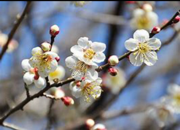 【ご飯のお友に】　大人気！　紀州南高梅甘辛バランスが絶妙なキムチ梅５００ｇ 2枚目の画像
