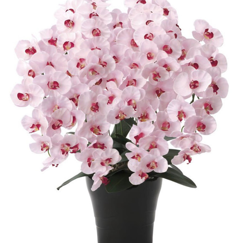 光触媒 人工観葉植物 フェイクグリーン プレミアム胡蝶蘭7本立P その他