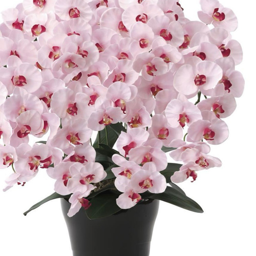 光触媒 人工観葉植物 フェイクグリーン プレミアム胡蝶蘭7本立P 【公式