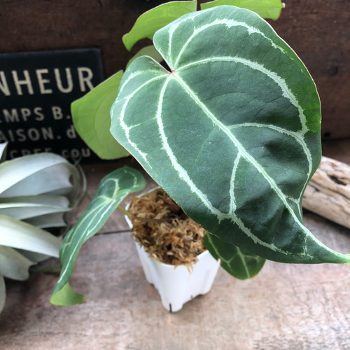 アンスリウム♡レッドクリスタリナム♡キラキラ葉脈♡ガーデニング