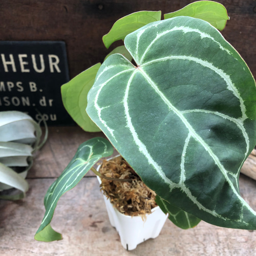 アンスリウム♡レッドクリスタリナム♡キラキラ葉脈♡ガーデニング