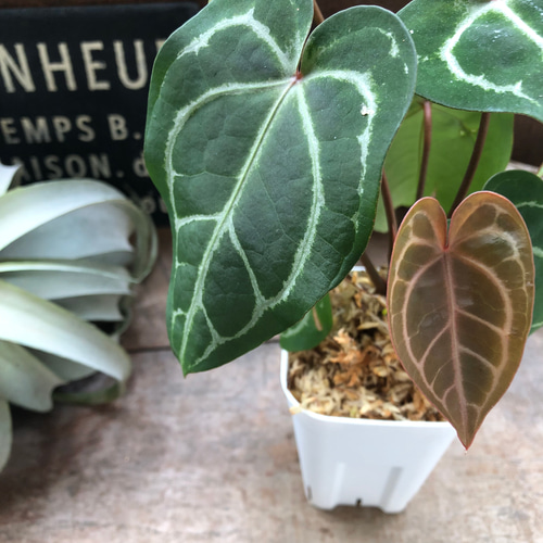 アンスリウム♡レッドクリスタリナム♡キラキラ葉脈♡ガーデニング