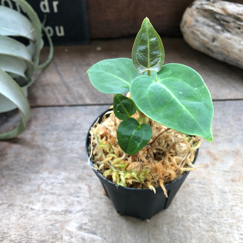 アンスリウム レガレ Anthurium 'Regale' 観葉植物 アート アンスリウム レガレ Anthurium 'Regale' 観葉植物 アート