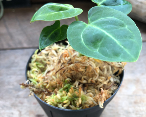 Anthurium regale アンスリウムレガレ アンスリウム レガレ Anthurium 'Regale' 観葉植物 アート