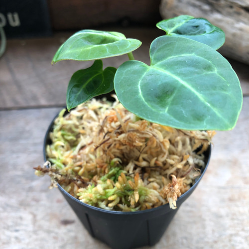 アンスリウム レガレ Anthurium 'Regale' 観葉植物 アートフラワー