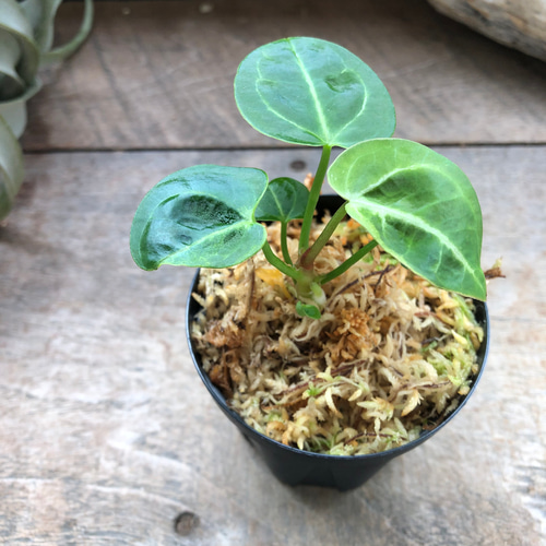 アンスリウム レガレ Anthurium 'Regale' 観葉植物 アートフラワー