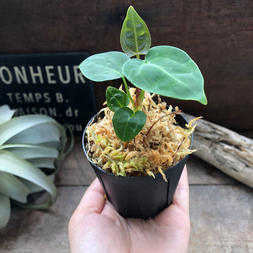 アンスリウム レガレ Anthurium 'Regale' 観葉植物 アートフラワー