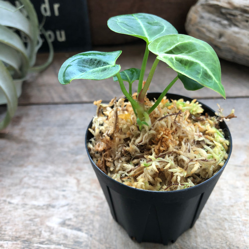 アンスリウム レガレ Anthurium 'Regale' 観葉植物 アート アンスリウム レガレ Anthurium 'Regale' 観葉植物 アート