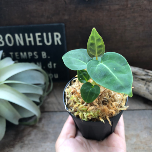 アンスリウム レガレ Anthurium 'Regale' 観葉植物 アート