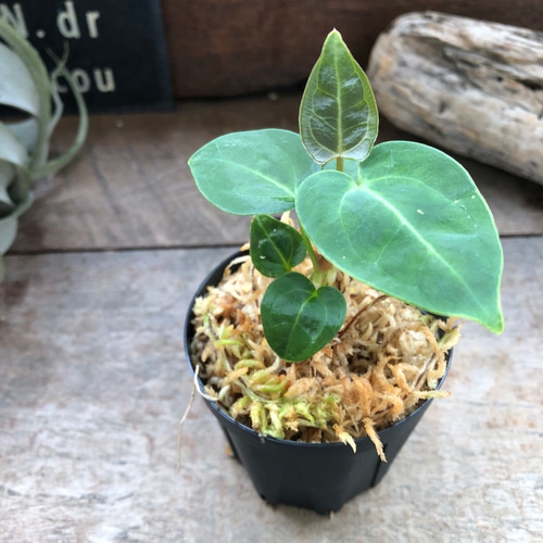 アンスリウム レガレ Anthurium 'Regale' 観葉植物 アート