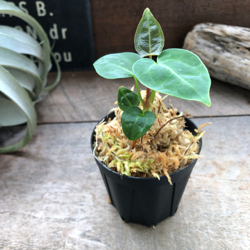 アンスリウム レガレ Anthurium 'Regale' 観葉植物 アート