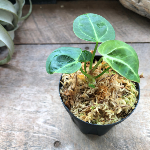 アンスリウム レガレ Anthurium 'Regale' 観葉植物 アート アンスリウム レガレ Anthurium 'Regale' 観葉植物 アート