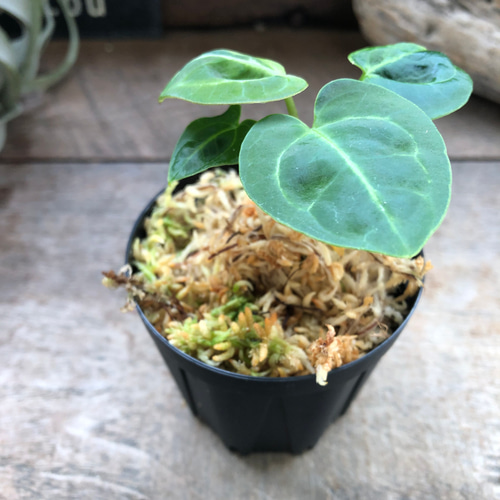アンスリウム レガレ Anthurium 'Regale' 観葉植物 アート