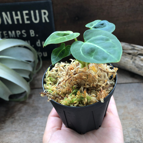 Anthurium regale アンスリウムレガレ アンスリウム レガレ 特選(Anthurium regale) | 希少植物の販売