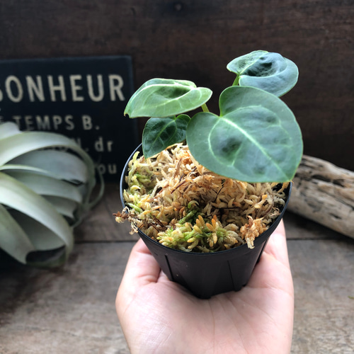 アンスリウム レガレ Anthurium 'Regale' 観葉植物 アート アンスリウム レガレ Anthurium 'Regale' 観葉植物 アート