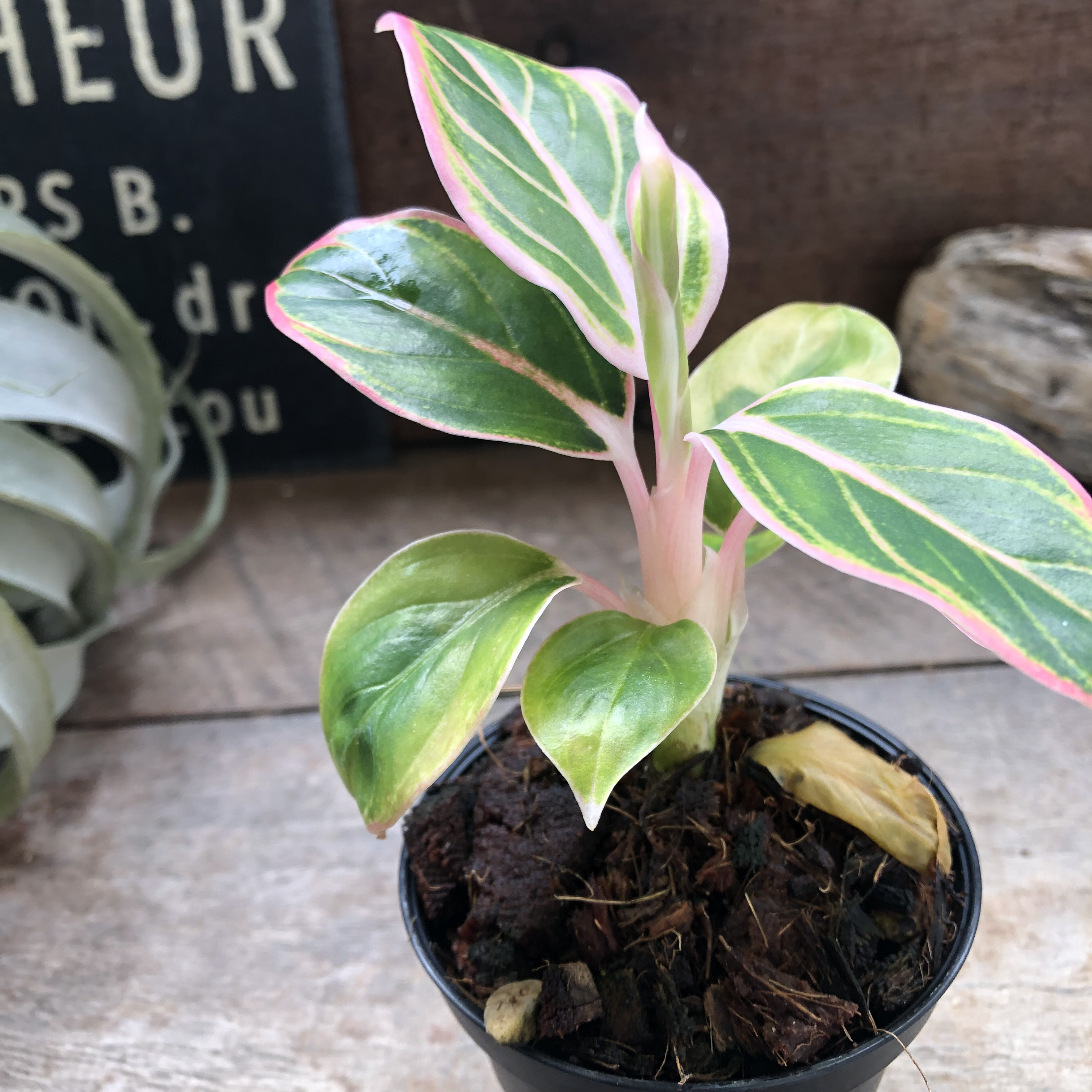 アグラオネマ ロータス デライト「Aglaonema Lotus Delight