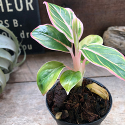 アグラオネマ ロータス デライト「Aglaonema Lotus Delight」 観葉植物