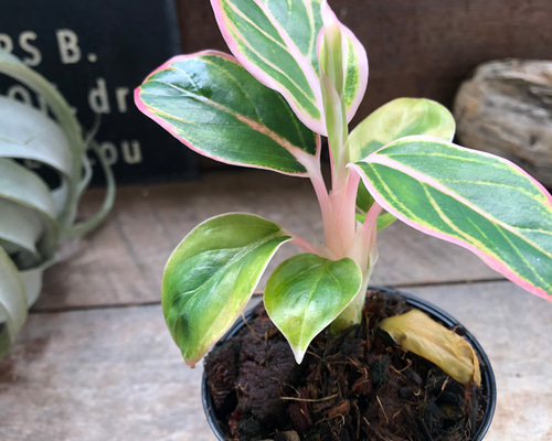 アグラオネマ ロータス デライト「Aglaonema Lotus Delight」 観葉植物
