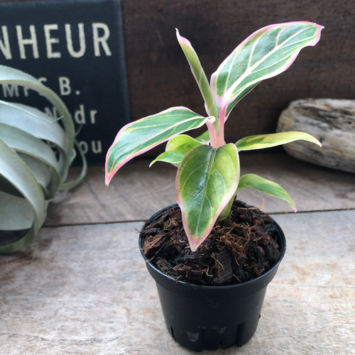 アグラオネマ ロータス デライト「Aglaonema Lotus Delight