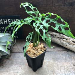 モンステラ オブリクア ペルー「Monstera obliqua Peru」 アート