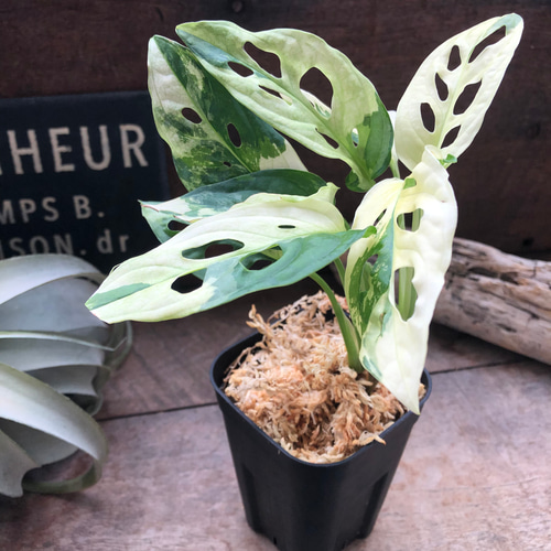 マドカズラ 斑入り Monstera adansonii