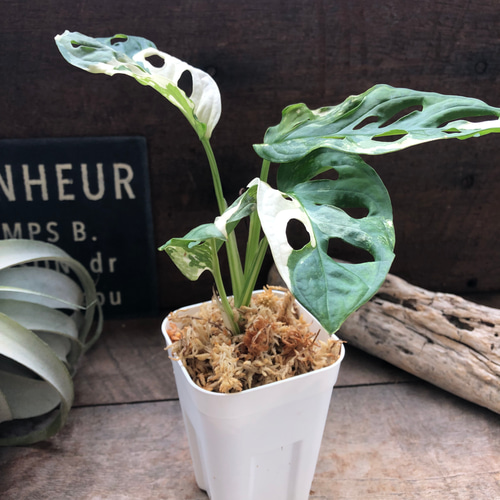 斑入りマドカズラ 希少 観葉植物Monstera Adansonii 'Variegata 斑入りマドカズラ 希少 観葉植物Monstera Adansonii 'Variegata