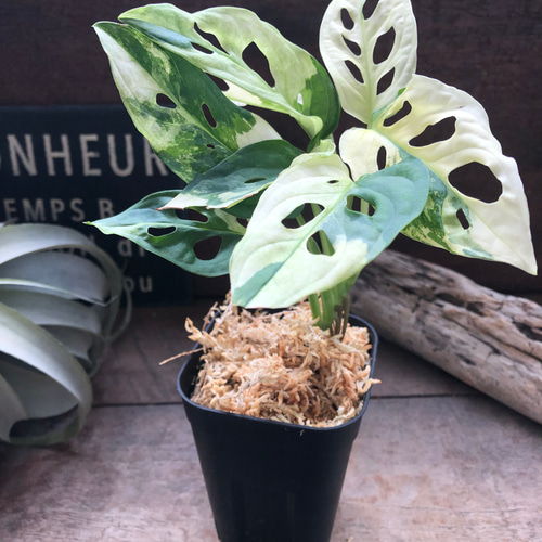 希少　大きなマドカズラ斑入り　大きめカット苗 ザ・ファームセレクト]マドカズラ：斑入り 4号25-17 の通販 | 園芸ネット