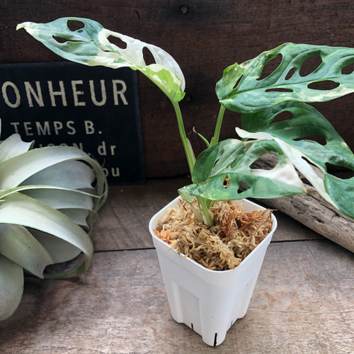 マドカズラハーフマーン斑Monstera adansonii variegata My dream plant🌿 Monstera adansonii variegata is finally