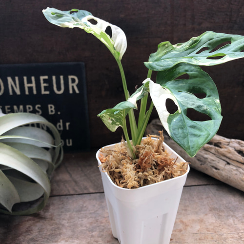 斑入りマドカズラ 希少 観葉植物Monstera Adansonii 'Variegata
