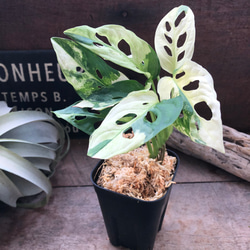 アロカシア ノビリス 斑入り ピンク A【マドカズラ モンステラ】 アロカシア・ノビリス ピンク斑入り 希少球根 屋内・屋外